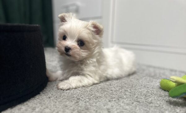 Alisa Maltipoo Alisa Maltipoo