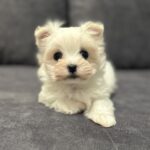 Alisa-female-maltipoo-puppy-for-sale-1 (2)