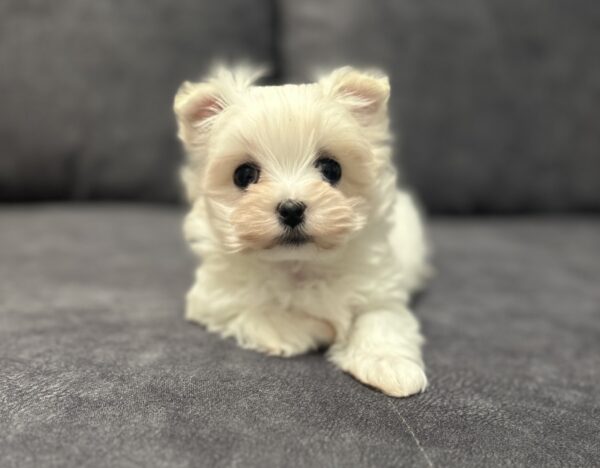Alisa Maltipoo Alisa Maltipoo