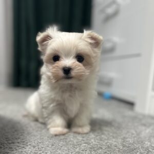 Alisa Maltipoo Alisa Maltipoo