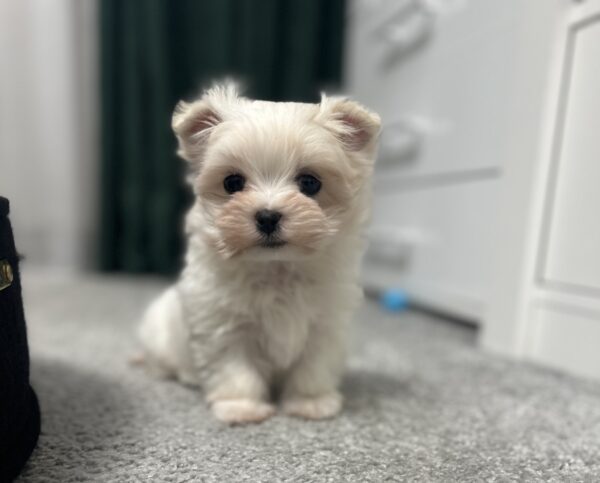 Alisa Maltipoo Alisa Maltipoo