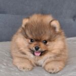 Alvin-male-pomeranian-puppy-for-sale- (1)
