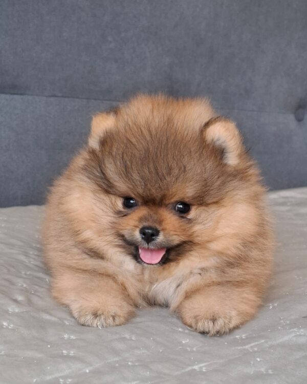 Alvin Pomeranian Alvin Pomeranian