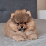Alvin-male-pomeranian-puppy-for-sale- (2)
