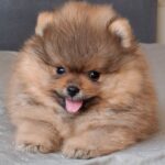 Alvin-male-pomeranian-puppy-for-sale- (3)