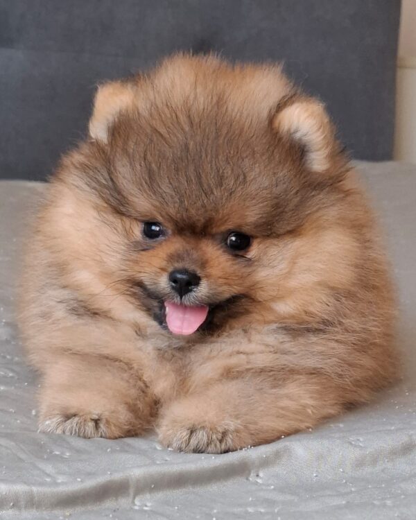 Alvin Pomeranian Alvin Pomeranian
