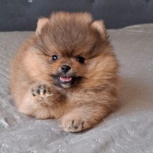 Alvin Pomeranian Alvin Pomeranian