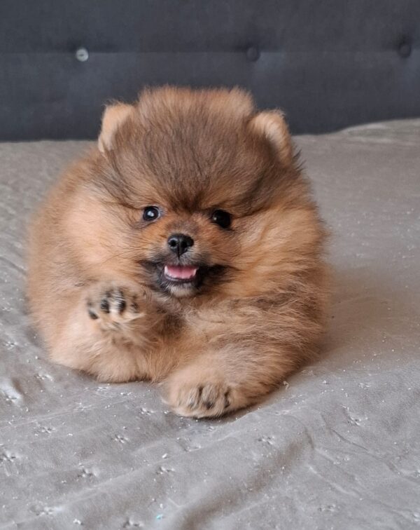 Alvin Pomeranian Alvin Pomeranian