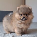 Alvin-male-pomeranian-puppy-for-sale- (6)