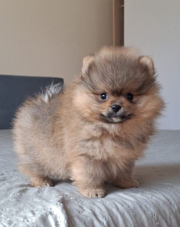Alvin Pomeranian Alvin Pomeranian