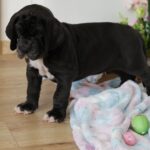 Amadeus-male-great-dean-puppy-for-sale- (1)