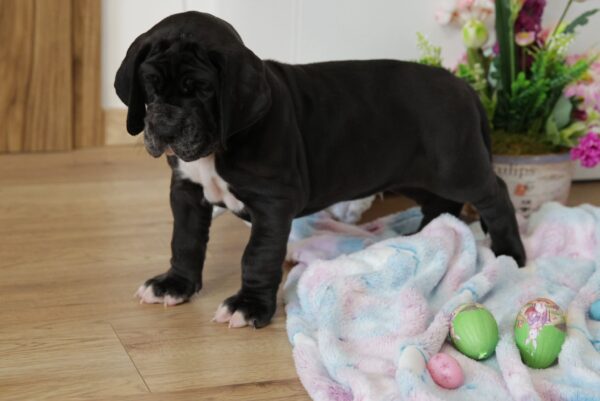 Amadeus Great Dane Amadeus Great Dane