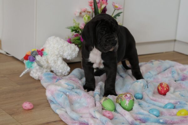 Amadeus Great Dane Amadeus Great Dane