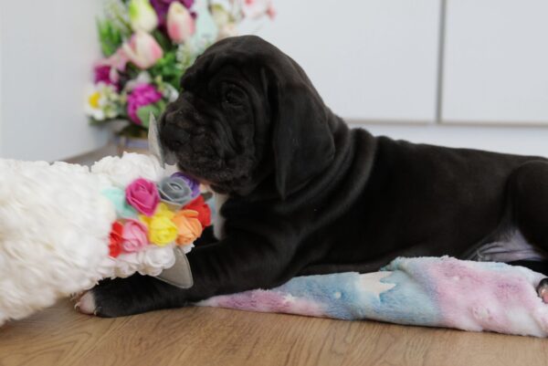 Amadeus Great Dane Amadeus Great Dane