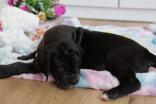 Amadeus Great Dane Amadeus Great Dane