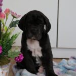Amadeus-male-great-dean-puppy-for-sale- (5)