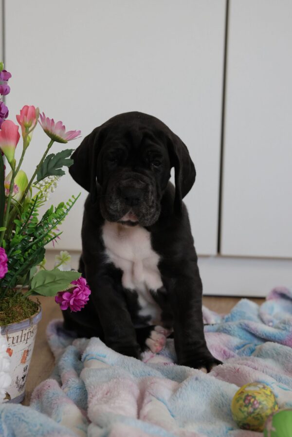 Amadeus Great Dane Amadeus Great Dane