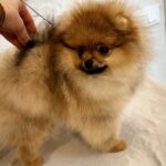 Amissa-female-Pomeranian puppy-for-sale-1