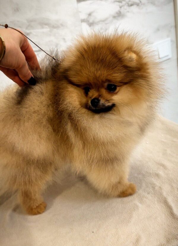 Amissa Pomeranian Amissa Pomeranian