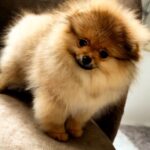 Amissa-female-Pomeranian puppy-for-sale-2