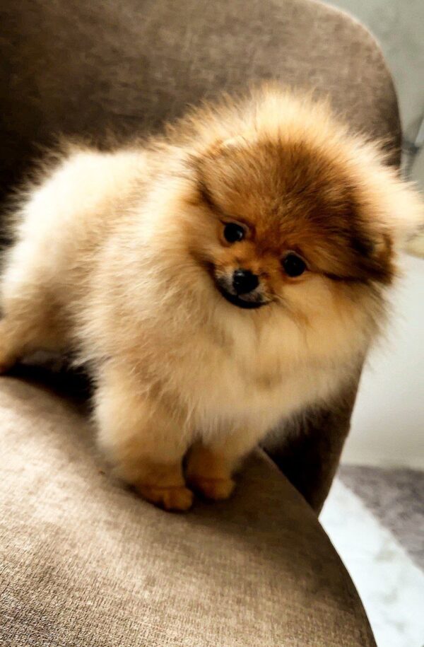 Amissa Pomeranian Amissa Pomeranian