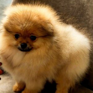 Amissa Pomeranian Amissa Pomeranian