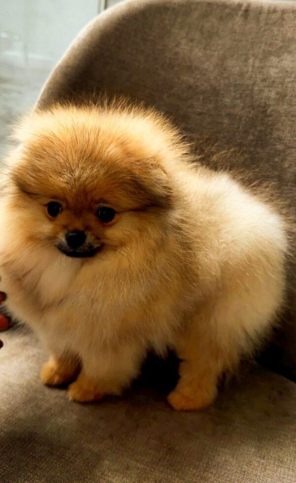 Amissa Pomeranian Amissa Pomeranian