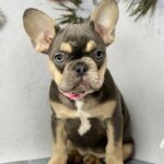 Anissa-female-French-bulldog-puppy-for-sale-1