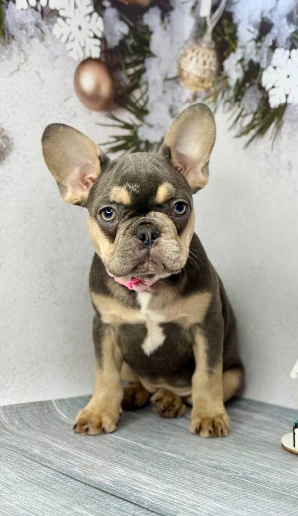 Anissa French Bulldog Anissa French Bulldog