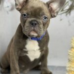Antik-male-French-bulldog-puppy-for-sale-1