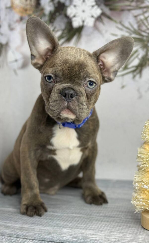 Antik French Bulldog Antik French Bulldog