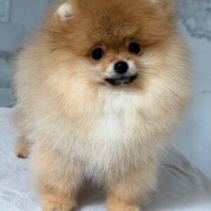 Antoine Pomeranian Antoine Pomeranian