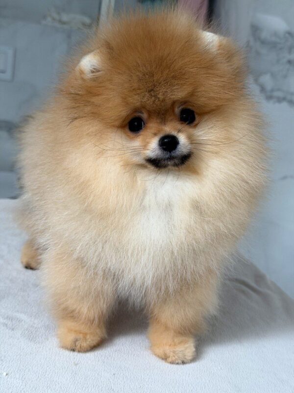 Antoine Pomeranian Antoine Pomeranian