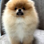 Antoine-male-Pomeranian puppy-for-sale-2