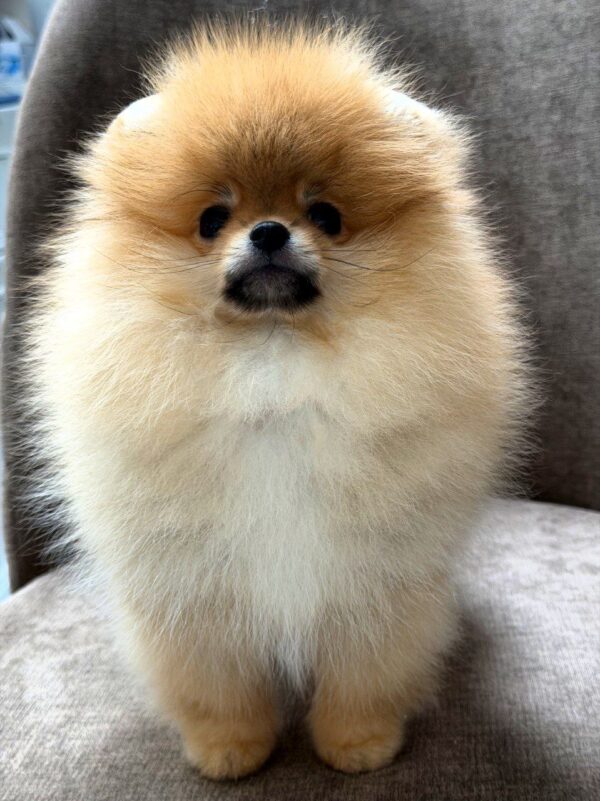 Antoine Pomeranian Antoine Pomeranian