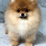 Antoine-male-Pomeranian puppy-for-sale-3