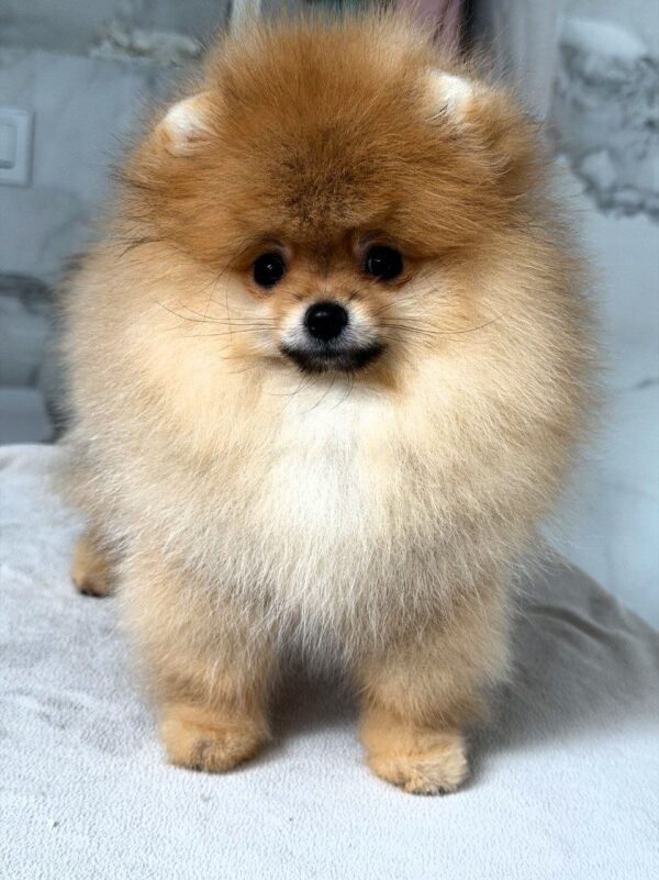 Antoine Pomeranian Antoine Pomeranian