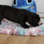 Aragorn-male-great-dean-puppy-for-sale- (1)