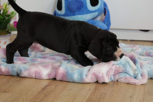 Aragorn Great Dane Aragorn Great Dane