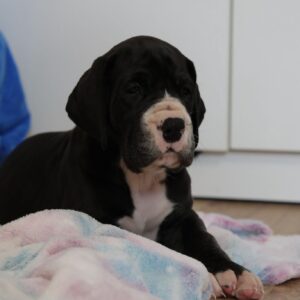 Aragorn Great Dane Aragorn Great Dane