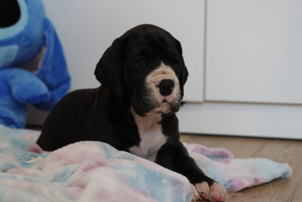 Aragorn Great Dane Aragorn Great Dane