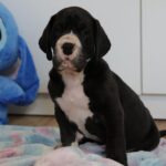 Aragorn-male-great-dean-puppy-for-sale- (4)