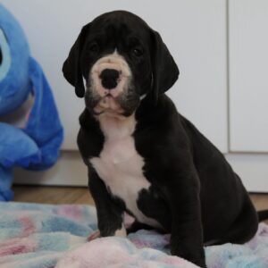 Aragorn Great Dane Aragorn Great Dane