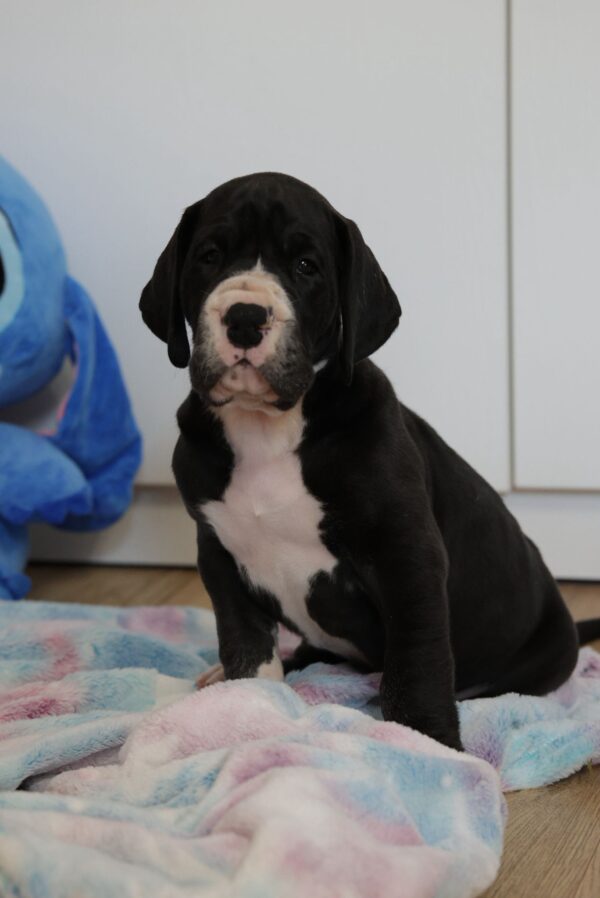 Aragorn Great Dane Aragorn Great Dane