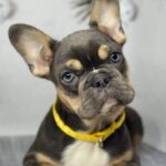 Arina-female-French-bulldog-puppy-for-sale-1