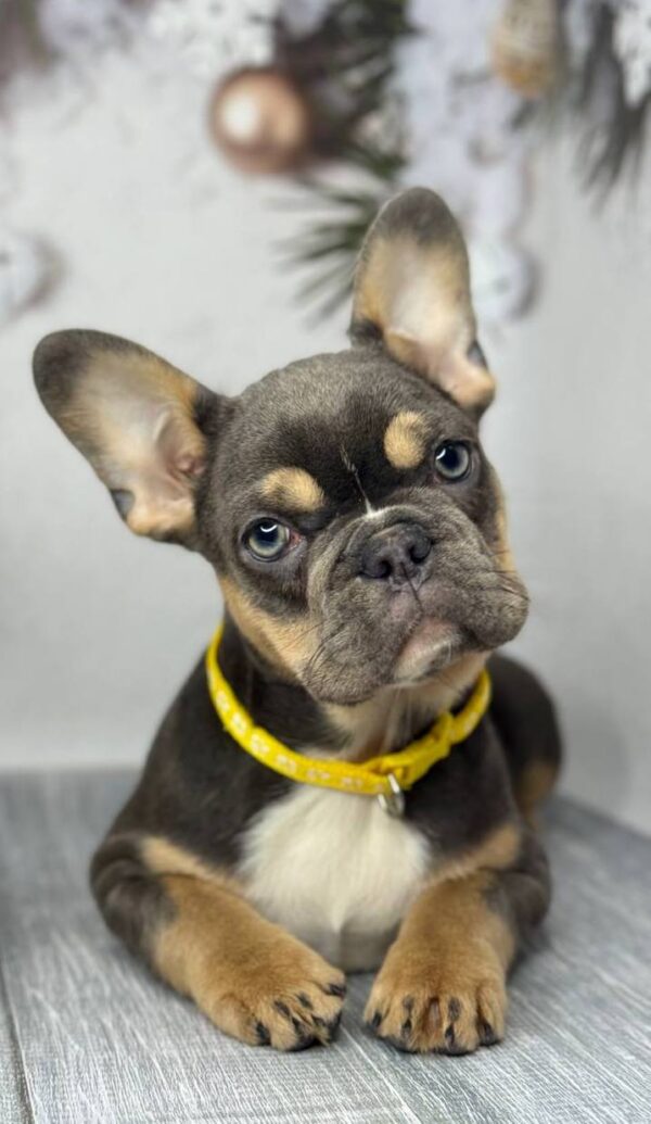 Arina French Bulldog Arina French Bulldog