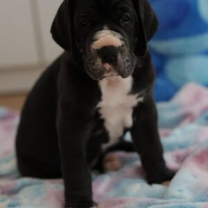 Athos Great Dane Athos Great Dane