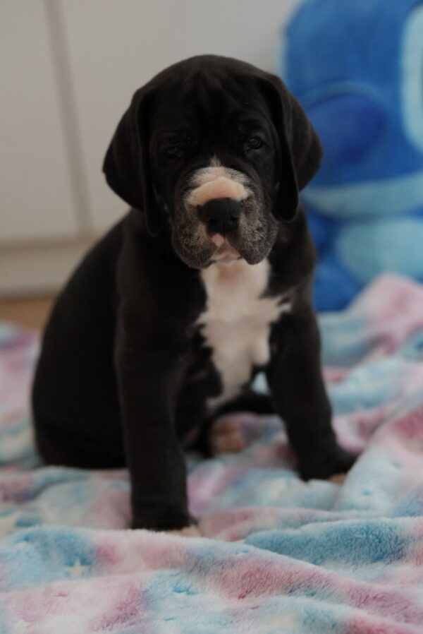 Athos Great Dane Athos Great Dane