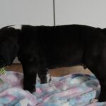 Athos-male-great-dean-puppy-for-sale- (2)