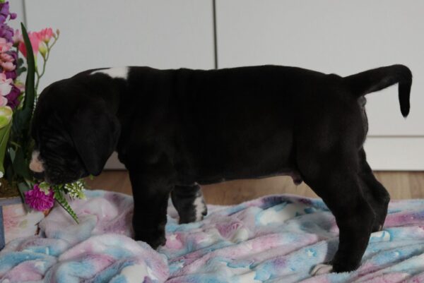 Athos Great Dane Athos Great Dane